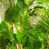 zbliżenie na wzorzyste liście bananowca Musa Sikkimensis Manipur Massive